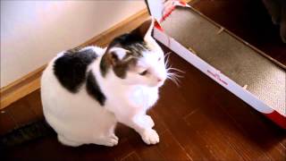 新しいツメとぎが来たのにゃ～！ ツメとぎモニターにゃ～！