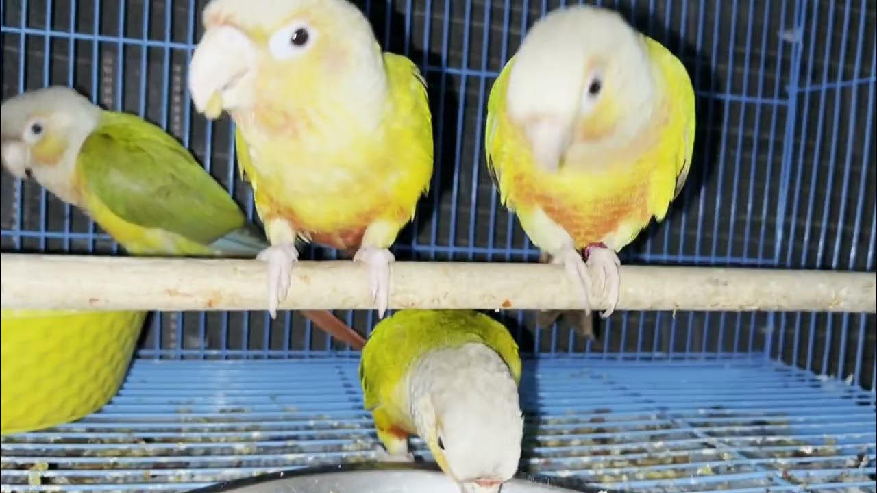 Pineapple Conure diet plan//Small Conure diet plan YouTube