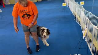 Makeeda handled by Wendy Zabicki.           AKC REV 5 Excellent￼ by Canines At Training 57 views 2 years ago 3 minutes, 32 seconds