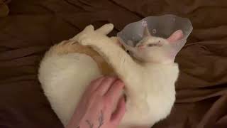 Bubbles getting some post surgery love! | BC SPCA by BC SPCA (BCSPCA Official Page) 214 views 1 year ago 17 seconds