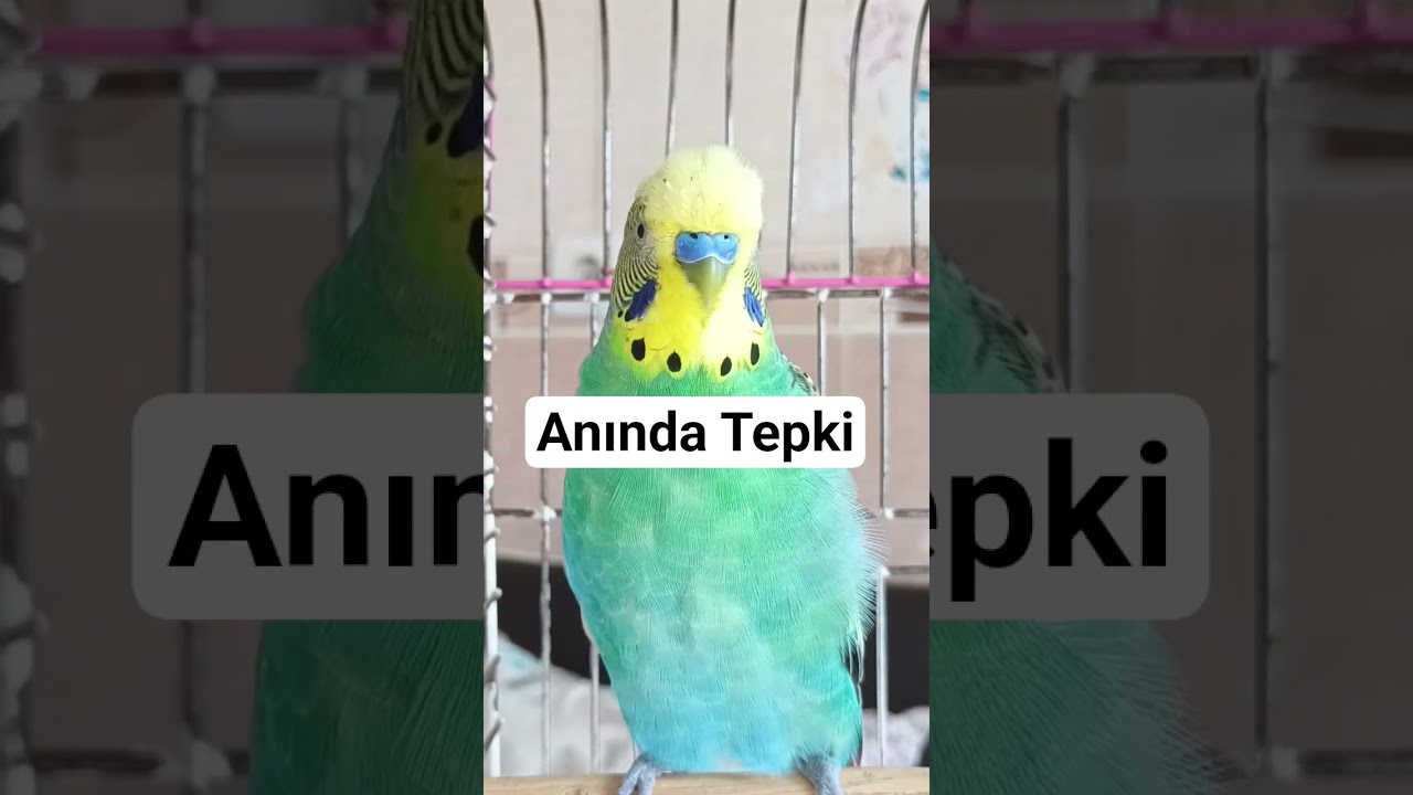 Muhabbet kuşları Bu Sese Anında Tepki Veriyor! #birds #budgies #vogel #parrot #birdsong #parakeet