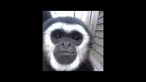 Epic gibbon moment - DayDayNews