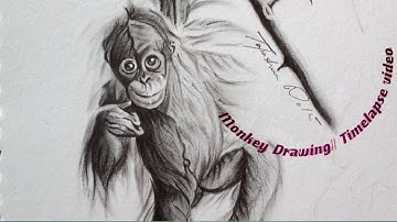 Monkey Drawing | Timelapse Video