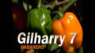 Gilharry 7 -  habanero