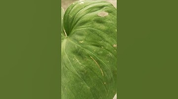 Thumbnail of #trending philodendron #plants #love #nature #music #peace #song