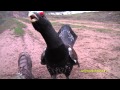 Храбрый глухарь 2 (Brave capercaillie 2)