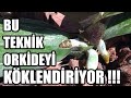 ÖLMÜŞ VE KÖKLERİ ÇÜRÜMÜŞ ORKİDEYİ NASIL CANLANDIRIRIZ ???