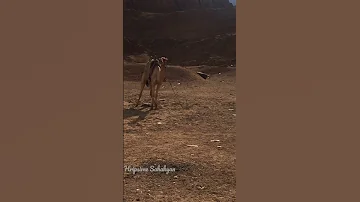 Egypt Desert Safari Camels Верблюд Shorts Egypt Camel Beautiful Sharmelsheikh Egiptos 