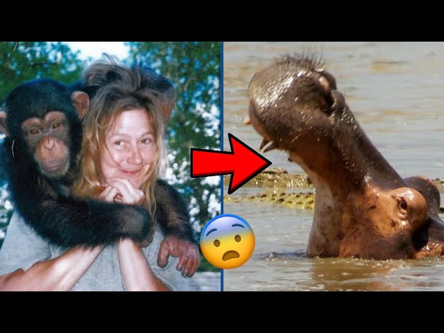 Animals That Have Killed People // TikTok Compilation