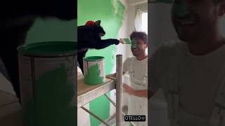 Aiuto pittura? Otello intende “vernice in faccia” 🎨😼💥 #gattonero #funny