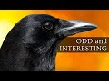 10 Odd and Interesting Facts About Crows and Ravens (North America)