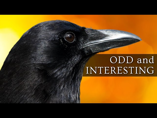 10 Odd and Interesting Facts About Crows and Ravens (North America) class=
