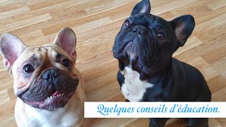 [BOULEDOGUE FRANCAIS]  Conseils d´éducation: sociabilisation, propreté, apprentissage.