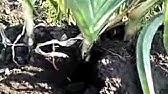 栽培 ポロネギの育て方 日本語版 How To Grow Leeks Japanese Youtube