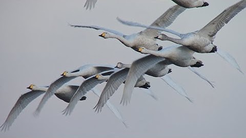 83 Whooper Swan migrating, Nabben, Falsterbo, 2025-11-22