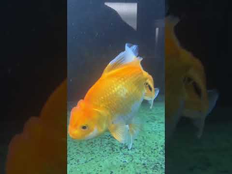Kinyo きんよ Youtube Kinyo きんよ Youtube