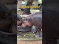 ลิงขโมยถุงไมค์พ่อเบนซ์ #moodeng #หมูเด้ง #zoo #funny #cute #animals #food #shorts #monkey