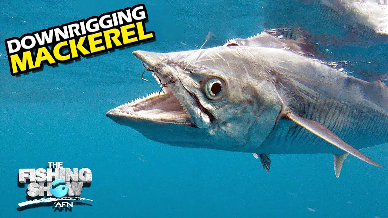 Fishing Live-Baits! Downrigging Mackerel 