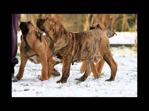 Video: Fila Brasileiro (mastiff brazilian) este un câine mare de gardă