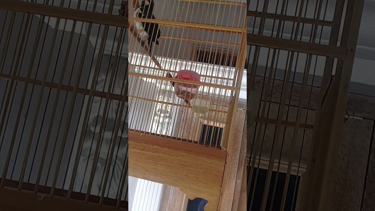 JALAK SUREN Pancingan terapi untuk semua jenis burung jalak suren