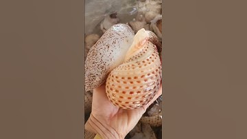 ốc sên khổng lồ. #snail #funny