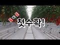 첨단 스마트팜 스낵토마토 첫 수확!