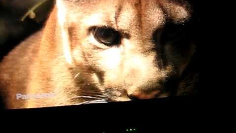 IBM Thinkpad R50 S-IPS HD Demo