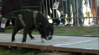 POUND FOR POUND WORLD'S STRONGEST DOG!!!