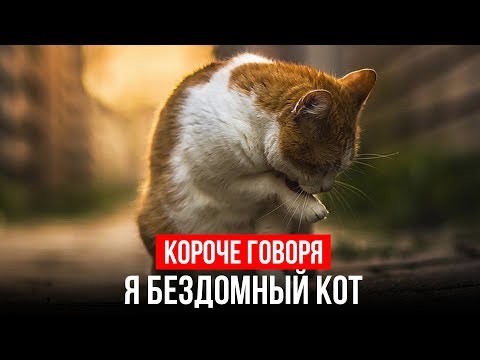 Видео: КОРОЧЕ ГОВОРЯ, Я БЕЗДОМНЫЙ КОТ [От первого лица]