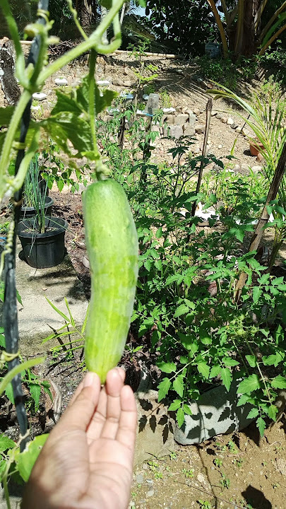 kebun mini