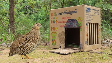 Easy Method DIY Quick Bird Trap Using Cardboard Box - Simple Bird Trap Working 100%