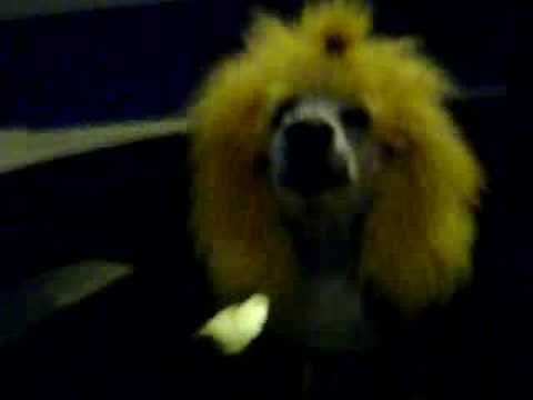 Angry Orange Poodle