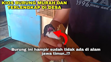 HARGA MULAI 15RIBU..!! ADA BURUNG LANGKA YANG HAMPIR PUNAH DI JATIM DAN BURUNG IMPORT SUPER GACOR