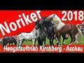 NORIKER HENGSTAUFTRIEB 2018 - Kirchberg in Tirol/Aschau