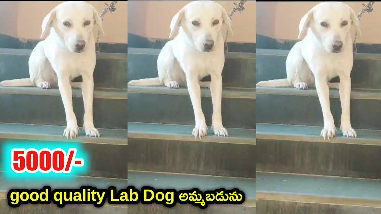 top quality Lab dog for sale in telugu/9298707007 /aj pets YouTube