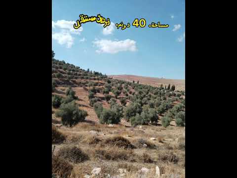 مزرعة زيتون مساحة 40 دونم للبيع في جرش الاردن
