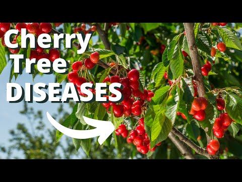 Video: Cherry Tree Problems - What To Do For Crown Gall on Cherry Trees