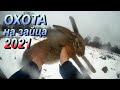 Охота на зайца 2021. И в дождь и в снег ☝🏼🐇
