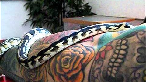 My Irian Jaya Carpet Python