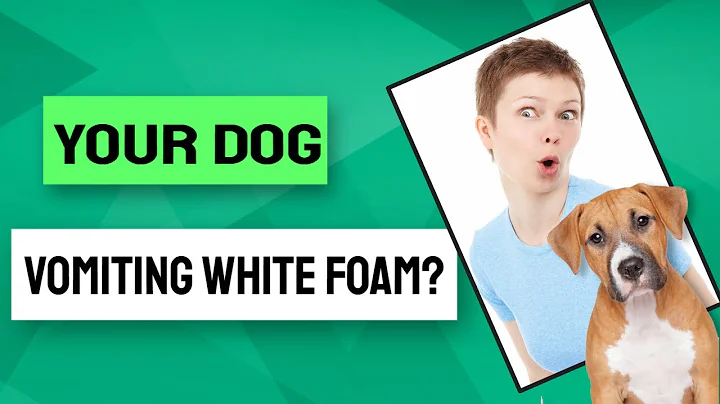 🤓What are the reasons why your dog vomiting white foam? 🐶 - DayDayNews
