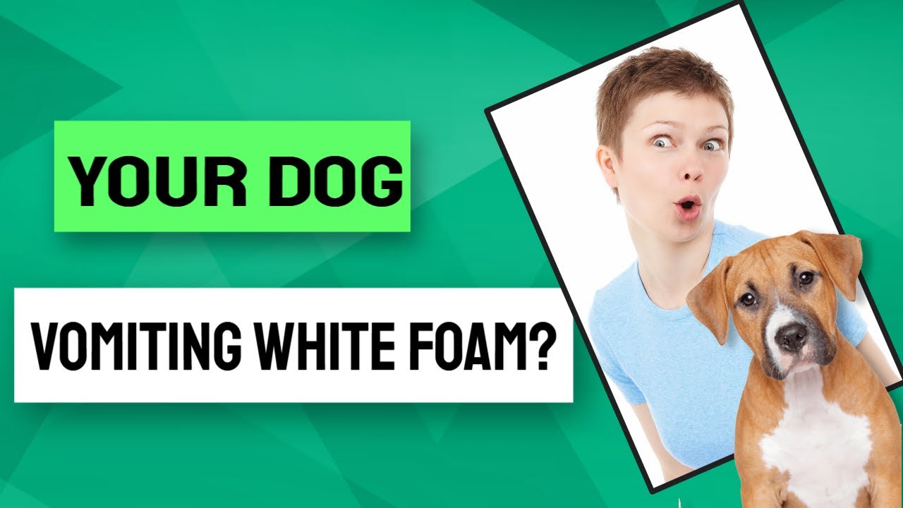 🤓What Are The Reasons Why Your Dog Vomiting White Foam? 🐶