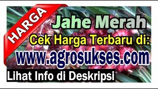 |Update 2024| Pusat Informasi Terbaru Harga Jahe Gajah RP, Penjual Pembeli