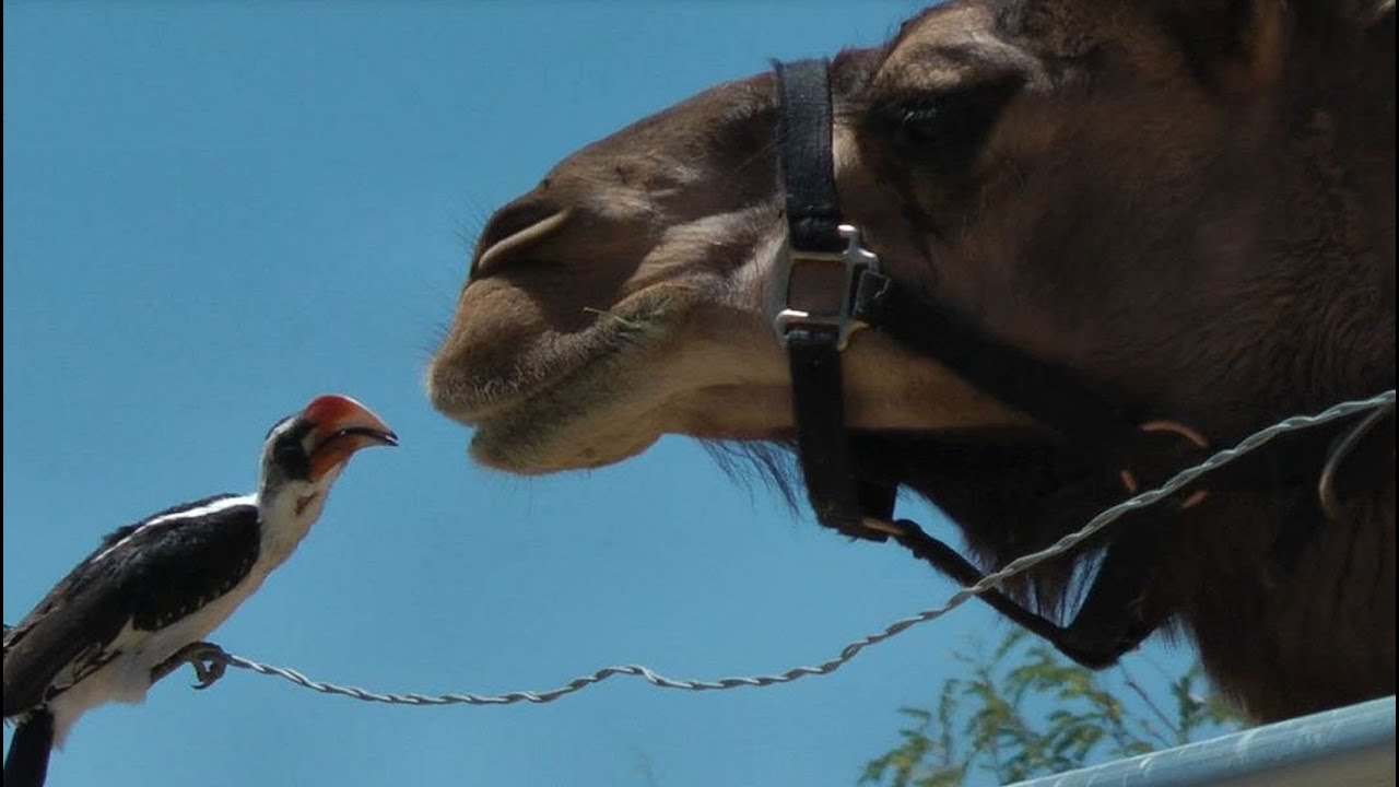 Bird makes friends with two camels