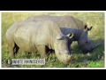 9 Weird Ways Animals Communicate