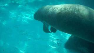 Sleeping manatee