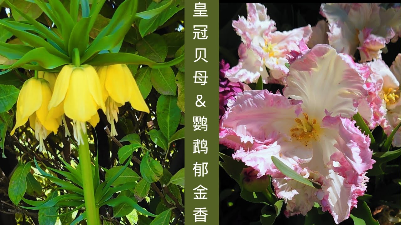 007 J J花漾年華 五月花园郁金香 鹦鹉郁金香及王冠贝母种植及花后保存 Fritillaria Imperialis Kaiserkrone Parrot Tulips Papageitulpen Youtube