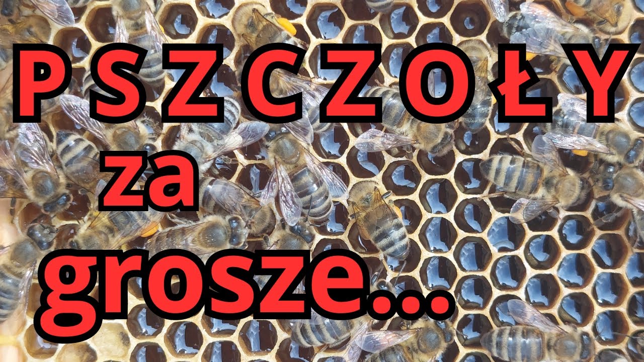 Pszczoły za grosze...