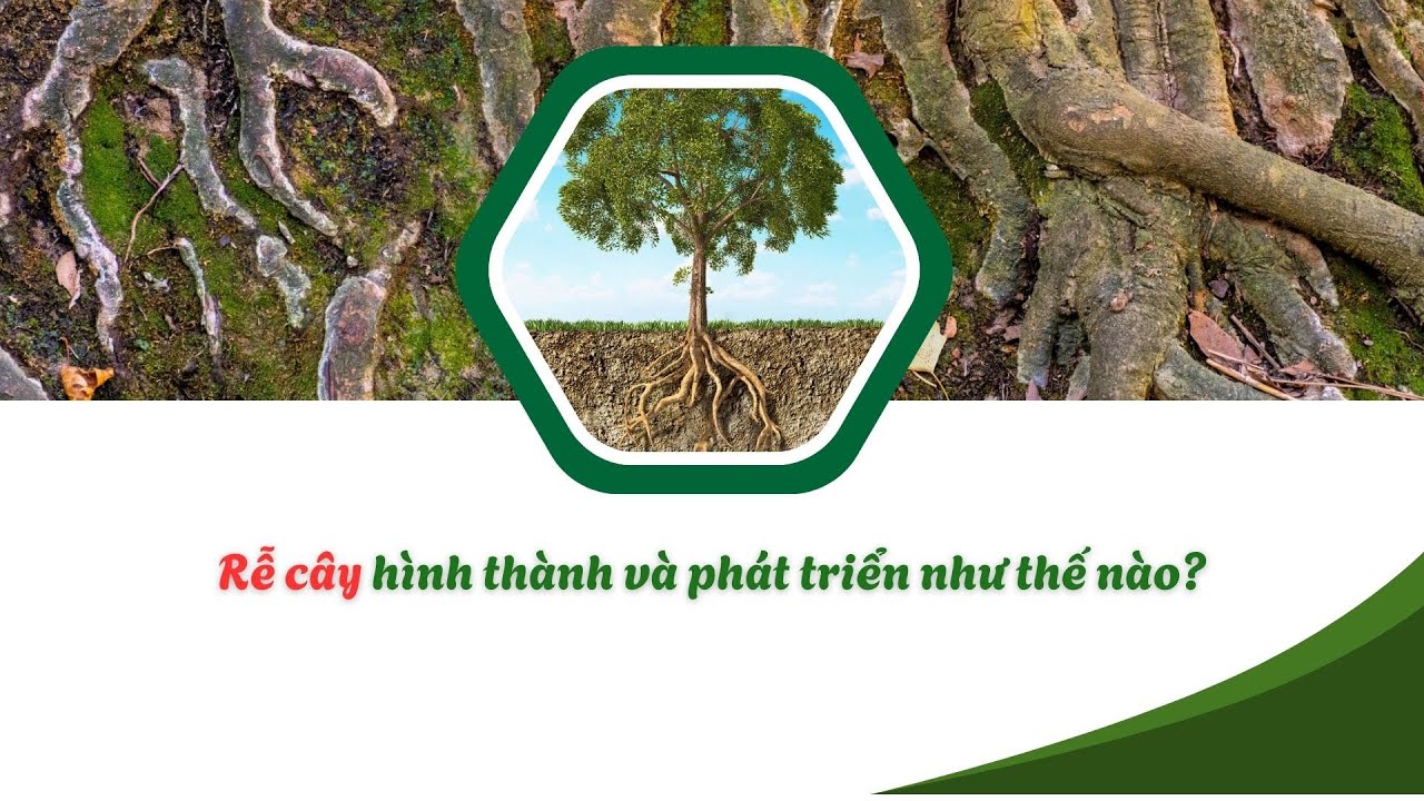 CƠ CHẾ HÌNH THÀNH VÀ PHÁT TRIỂN RỄ Ở CÂY TRỒNG (P1)