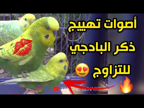 أصوات لتهييج طيور البادجي و تحفيزها على التزاوج    