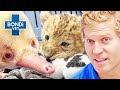 What is that  not your average patient  bondi vet compilations  bondi vet